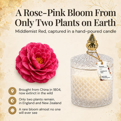 VIONAMI Ghost Orchid Rare Flower Fragrance Luxury Scented Candle Gift | Decorative Soy Candles Birthday Gifts for Women, Elegant Glass Jar, 14.8oz, 80Hr Long Lasting Burn, Luxury Candles for Women